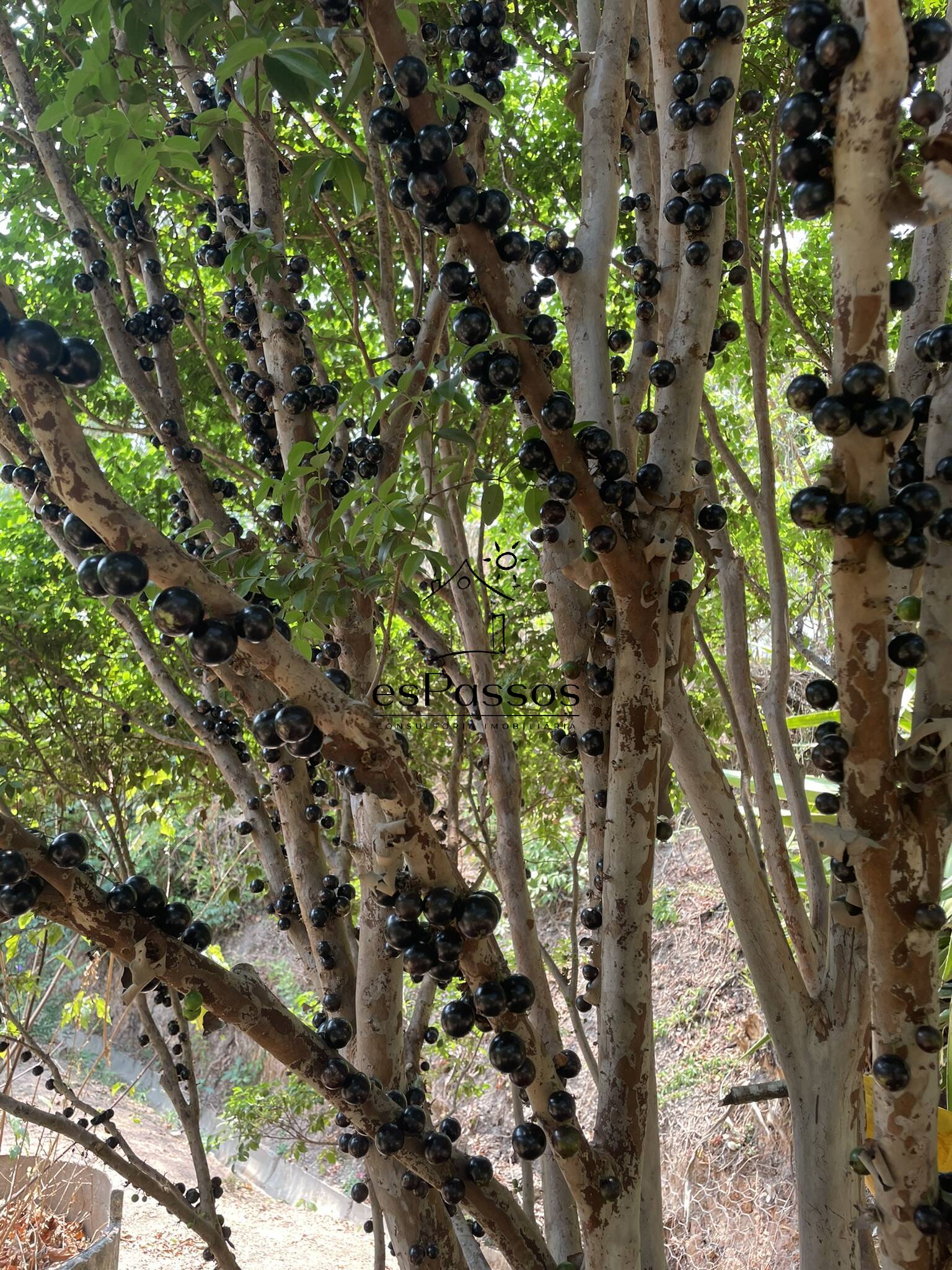 Terreno, 2 hectares - Foto 5