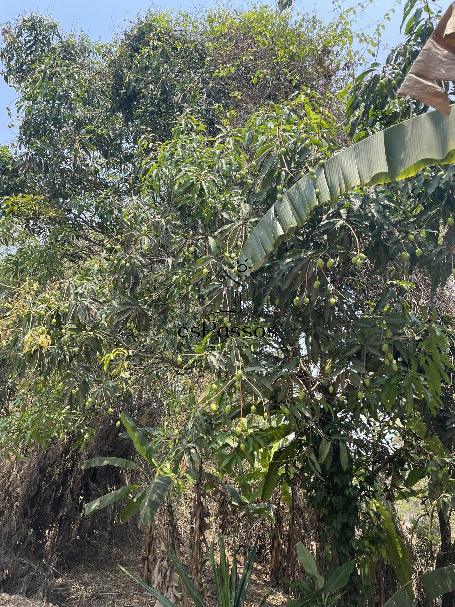 Terreno, 2 hectares - Foto 21