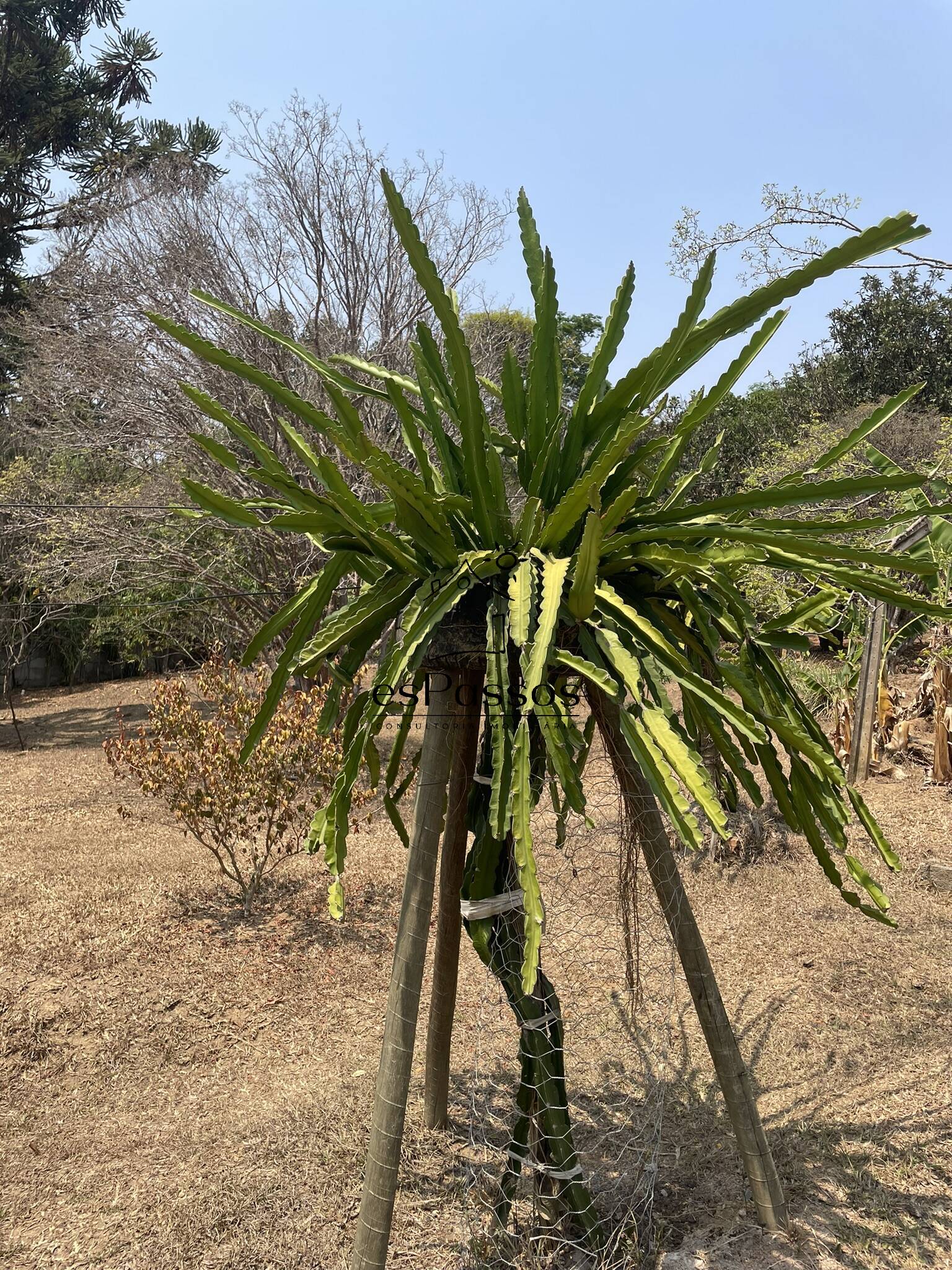 Terreno, 2 hectares - Foto 27