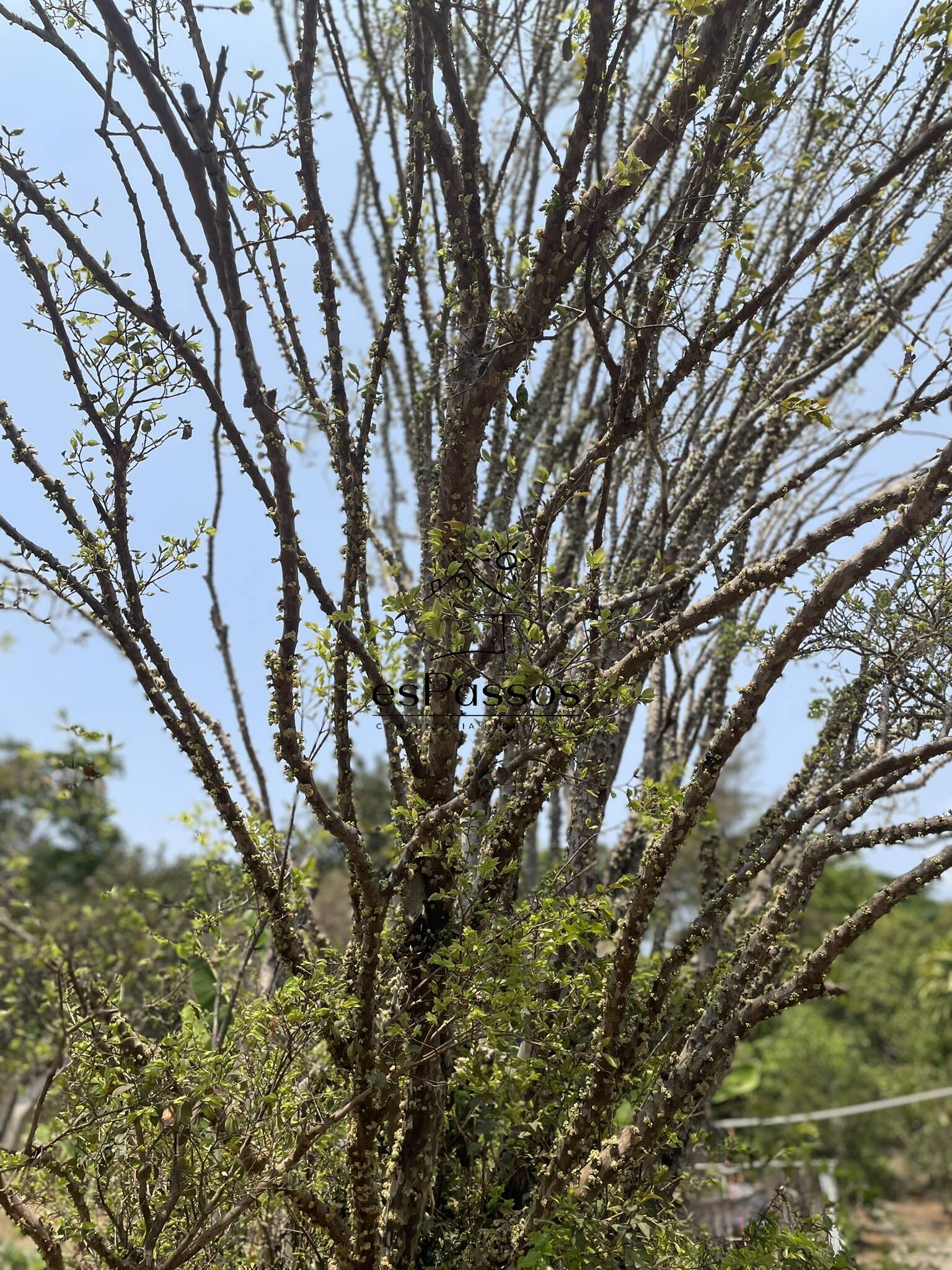 Terreno, 2 hectares - Foto 28