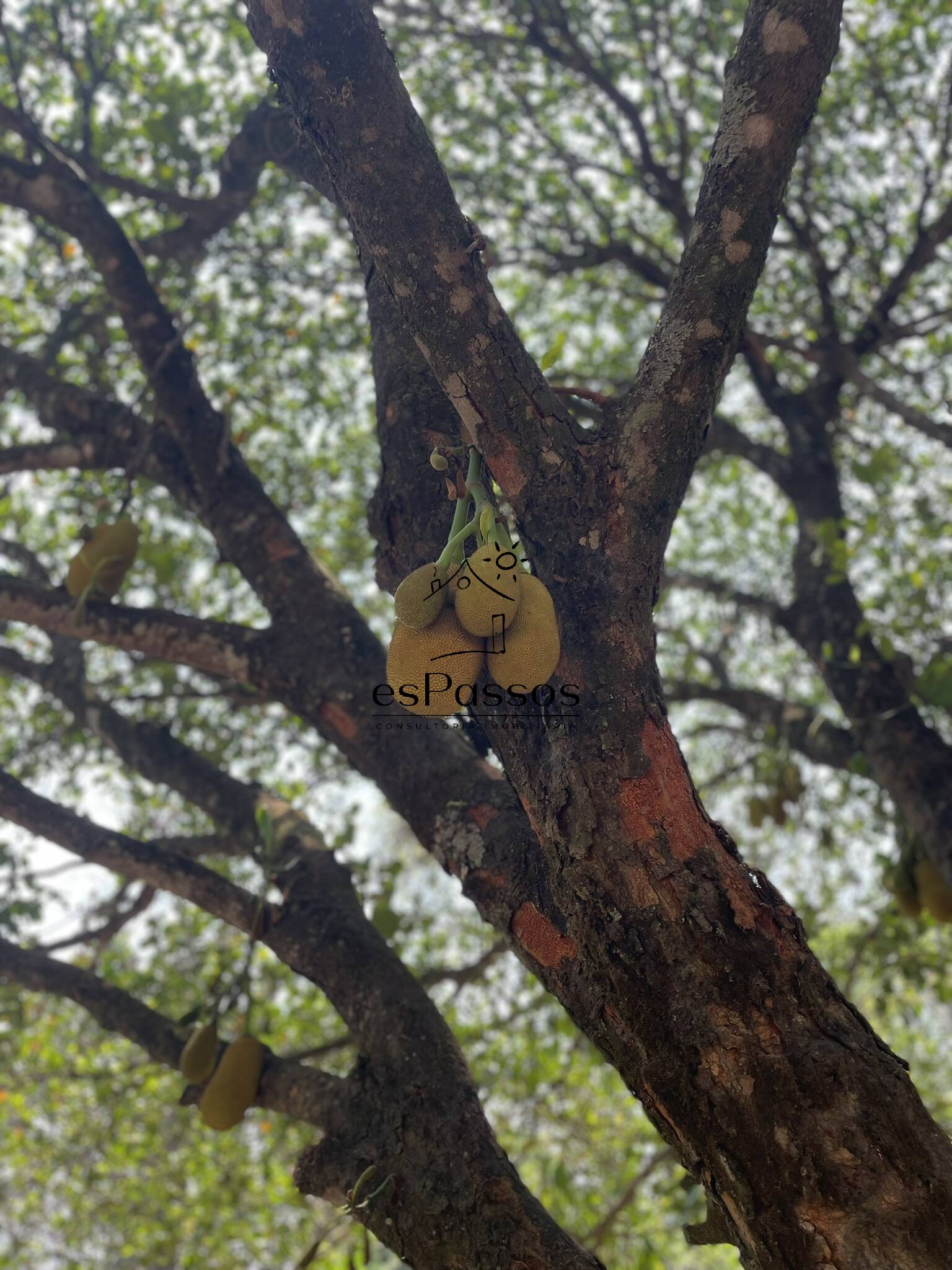 Terreno, 2 hectares - Foto 40